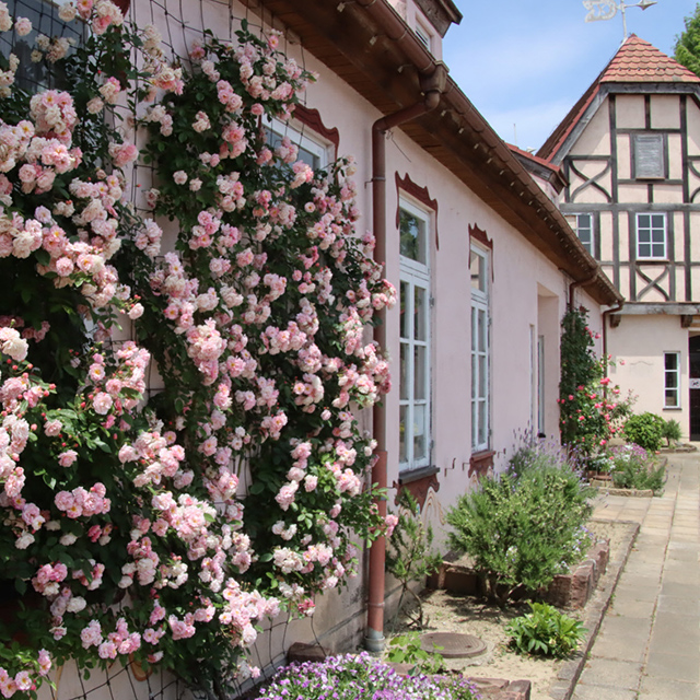 滋賀「ドイツの農村風の建物の壁面に、ピンクのバラが咲く写真スポット」