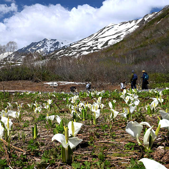 長野「雪が残る山々を背景に咲き誇るミズバショウ」