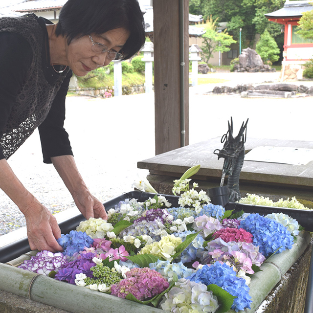 滋賀「大鳥神社の手水舎をアジサイで飾る増井朋子さん」