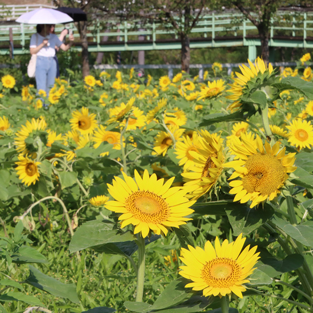 滋賀「約１万本のヒマワリが咲く庭園」