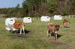 ジャージー牛が放牧される牧場
