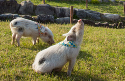 西殿さんおすすめは木陰のハンモック。園内では自由に歩く子豚の姿も見られて面白い。