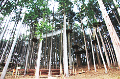 ダイナミックで本格的な樹上体験が魅力の森林アウトドアパーク。