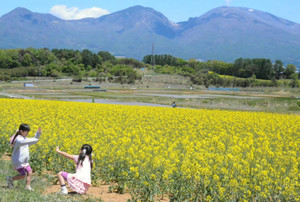浅間山を背景に黄色く染まる菜の花畑＝小諸市山浦で
