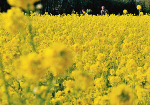 春のような日差しを浴び、一面黄金色に染まった菜の花畑＝明和町斎宮で