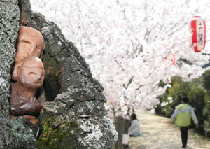 桜の木のくぼみに設置された道祖神＝四日市市富田で
