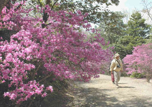 咲き乱れるコバノミツバツツジ＝いずれも尾張旭市の県森林公園で