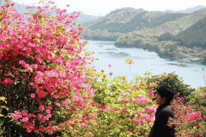 大輪の花を咲かせたムラサキオンツツジ＝尾鷲市曽根町の城山公園で