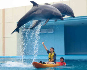 イルカが頭上を飛ぶショー＝美浜町奥田の南知多ビーチランドで
