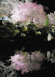 ため池に映る桜のライトアップ＝駒ケ根市赤穂の光前寺で