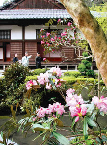 赤や薄桃色のかれんな花を咲かせたシャクナゲ＝愛荘町の金剛輪寺で