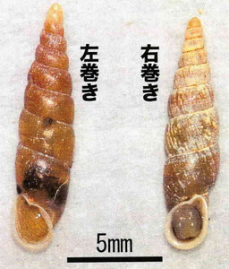 発見された右巻きのキセルガイ（右）（琵琶湖博物館提供）