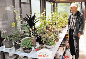 丹精した盆栽が並ぶオープンガーデン＝七尾市田鶴浜町で