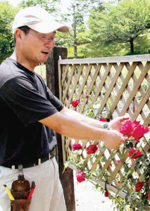 拡張したバラ園で育てた花の手入れをする森田さん＝いずれも豊田市西山町の西山公園で