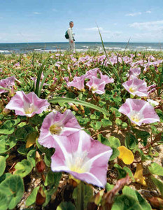 砂浜で群生し、かれんに咲くハマヒルガオ＝津市白塚町の白塚海岸で