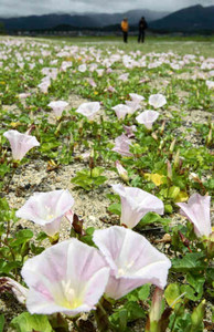 琵琶湖岸を淡いピンク色に染めるハマヒルガオ＝守山市今浜町で