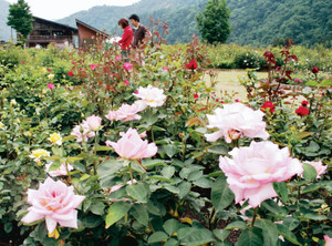 優美なバラの花が来場者を迎えている香愛ローズガーデン＝飛騨市河合町で