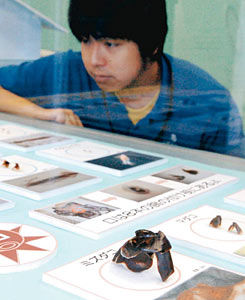 イカやタコの「カラストンビ」を紹介する標本展示＝魚津水族館で