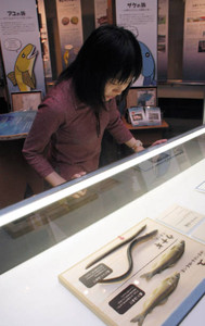 豊富な資料で回遊魚の生態や人とのかかわりを紹介する展示会＝関市小屋名の県博物館で