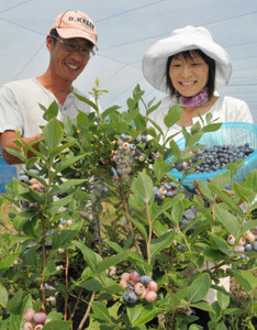 色づき始めたブルーベリーを収穫する角田さん夫婦＝米原市中多良で