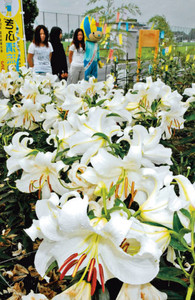 新たに設けられたユリ園で、大きな花を咲かせる「カサブランカ」＝各務原市前渡西町の各務原浄化センターで