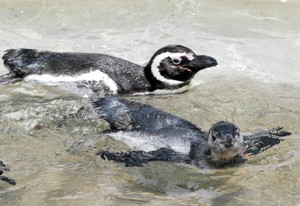 今年６月に生まれたマゼランペンギンの赤ちゃん（下）
