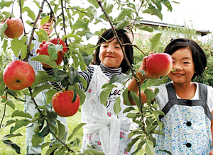 子どもと楽しめるリンゴ狩り（林農園で）