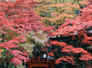 見ごろを迎え色鮮やかに染まる紅葉＝揖斐川町の横蔵寺で