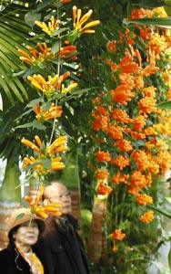 鮮やかなオレンジ色の花を咲かせるカエンカズラ＝東伊豆町で