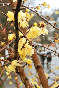 黄色の花が見ごろを迎えたロウバイ＝飯田市座光寺の元善光寺で