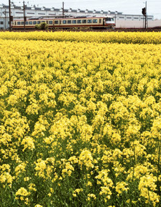 黄色が鮮やかな満開の菜の花＝滑川市追分で