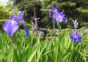 好天が続き、ちらほらと咲き始めたカキツバタ＝金沢市の兼六園で