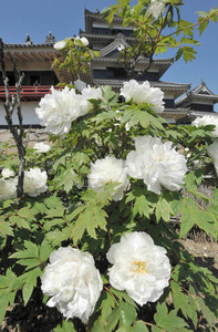 見頃を迎え、白い大輪が国宝松本城本丸庭園を彩る小笠原牡丹＝松本市で