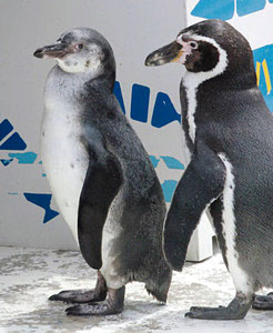 父親のフンボルトペンギン（右）に見守られているひな＝魚津水族館で
