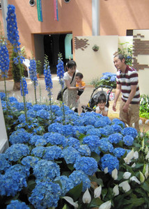 青い花々を飾り付けた会場＝砺波市チューリップ四季彩館で