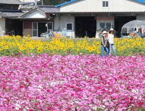 競い合うかのように咲くヒマワリとコスモス＝関市東田原で