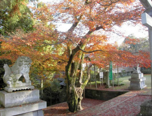 スタンプラリーのコースの１つ「足羽神社のモミジ」＝福井市の足羽神社で