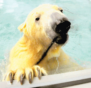 気持ちよさそうにプールで泳ぐヴァニア＝静岡市日本平動物園で