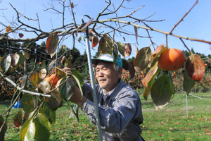 紋平柿を収穫する谷本さん＝宝達志水町山崎で