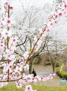 咲き並ぶアーモンドの花（手前）とソメイヨシノ＝浜松市北区のはままつフルーツパークで