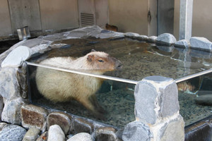 水に漬かるカピバラ＝能美市のいしかわ動物園で