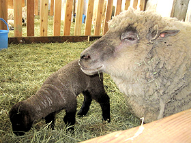 羊の赤ちゃんに会える、ひるがの高原牧歌の里＝岐阜県郡上市で