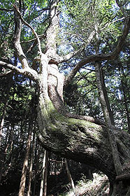 絡みあうように伸びたコナラとヒメコマツの木＝恵那市岩村町の三森山で