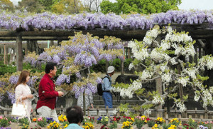 早咲きのフジの花を楽しむ人たち＝津島市の天王川公園で