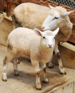 母親に寄り添う子羊＝土岐市肥田町の陶史の森で
