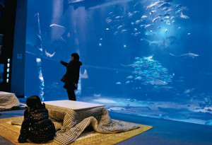 来館者に癒やしのひとときを楽しんでもらおうと設置したこたつ＝七尾市ののとじま水族館で