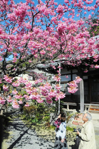 濃いピンク色に染まり、満開を迎えた万福寺の土肥桜＝１４日、伊豆市土肥で