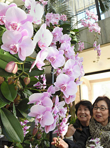 見ごろを迎えた、愛らしい花が魅力のミディコチョウラン＝名古屋市中区大須の久屋大通庭園フラリエで