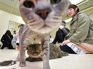 さまざまなネコに触れられる「ふれあいねこ展」＝金沢市の大和香林坊店で