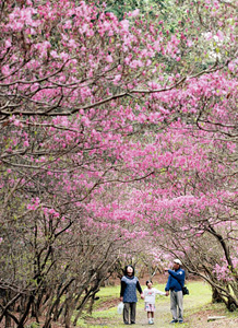 社殿裏手の丘にトンネルのように咲くコバノミツバツツジ＝鈴鹿市稲生西の伊奈冨神社で